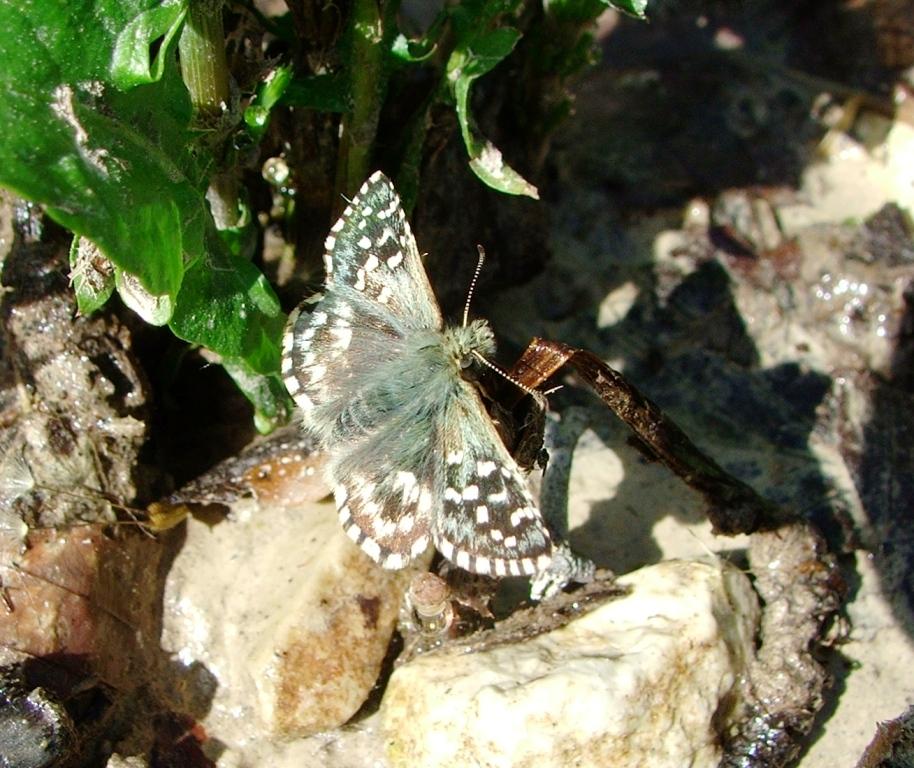Aiuto identificazione